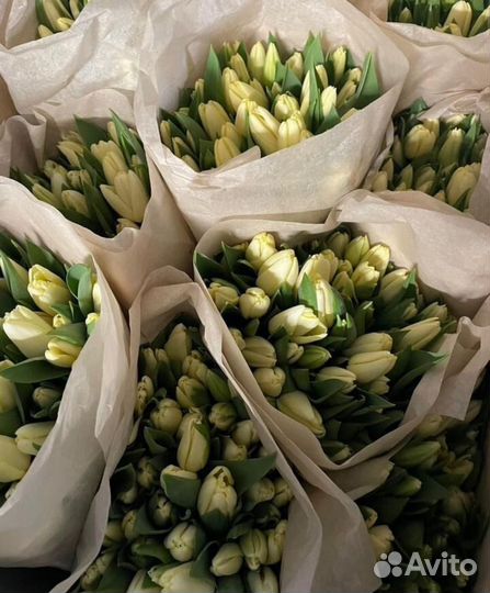 Тюльпаны к 8 марта розница/мелкий опт/организации