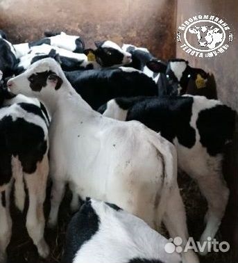 Телята бычки