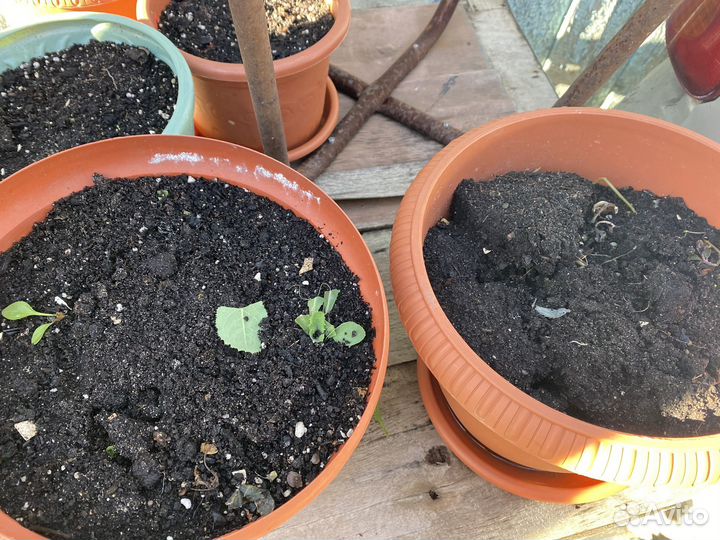 Горшки для цветов