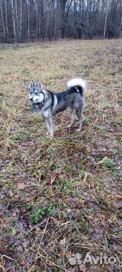 Бесплатно. Вязка зсл