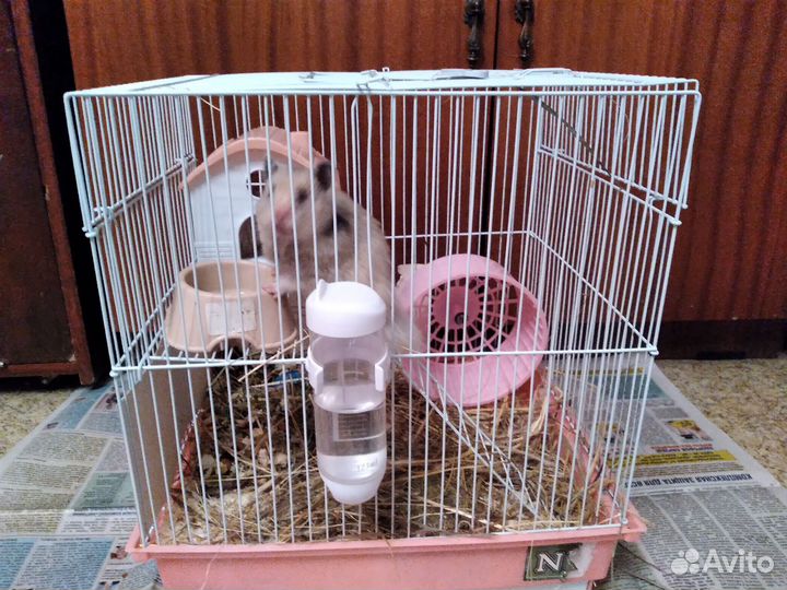 Хомяки джунгарики с клеткой