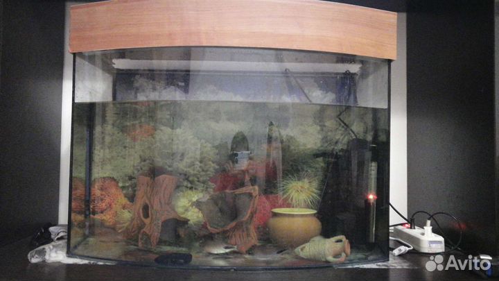 Рыба Цихлиды полосатые оранжевый фламинго