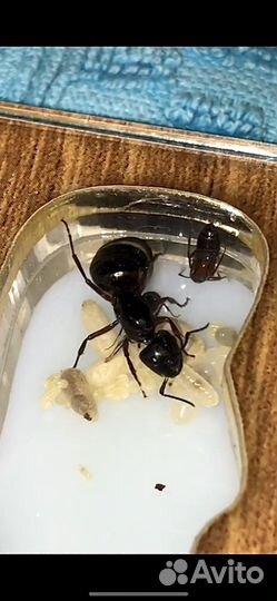 Муравьи camponotus herculeanus