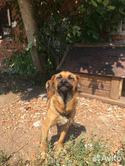 Собака в добрые руки