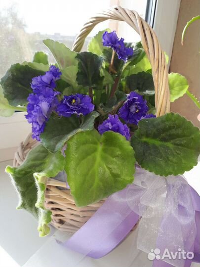 Фиалка (черенки, детки) или обмен