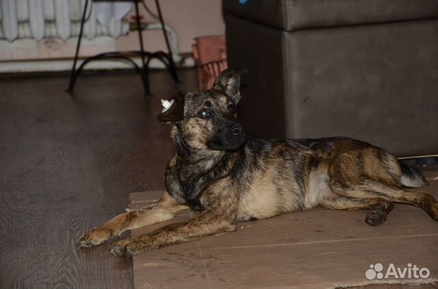 авито абакан животные