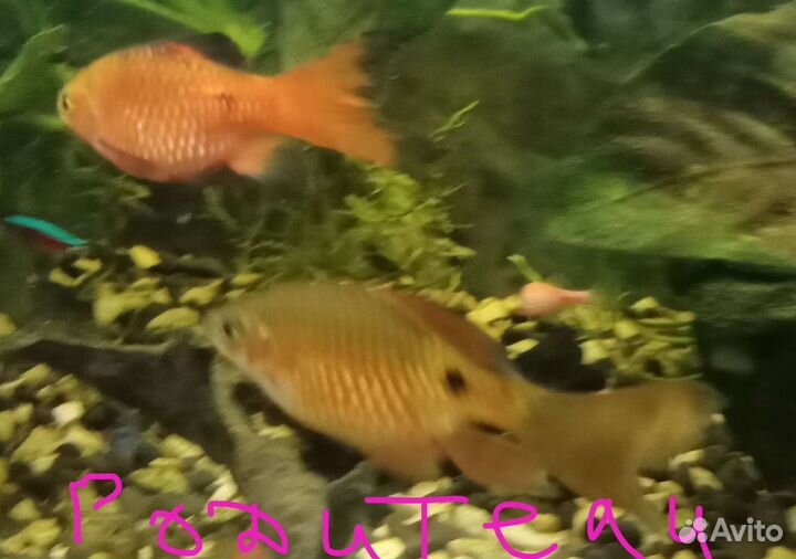 Барбус Огненный
