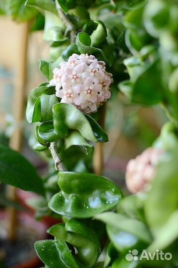 Хойя компакта