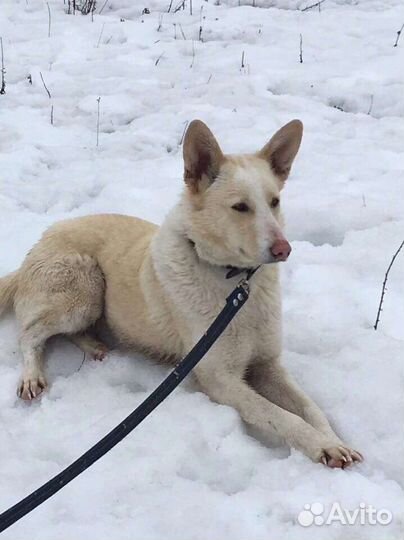 Собака