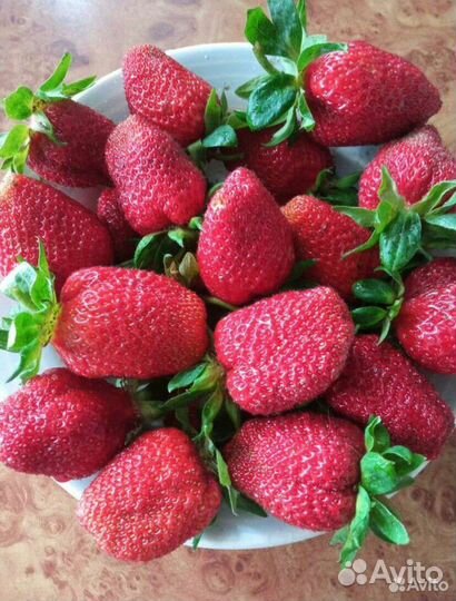 Саженцы клубники