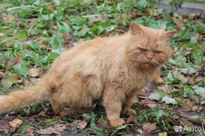 Брошен хозяевами