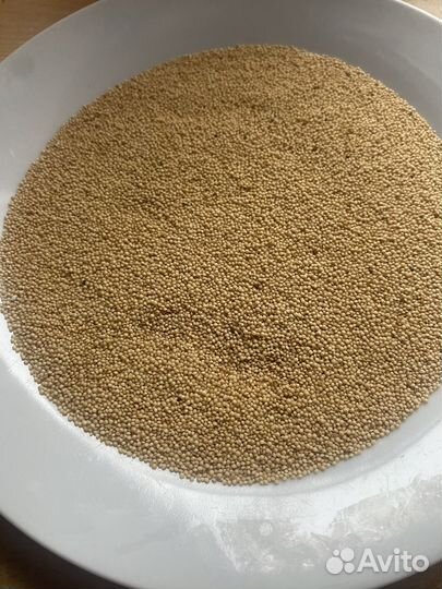 Семена амаранта сорт 