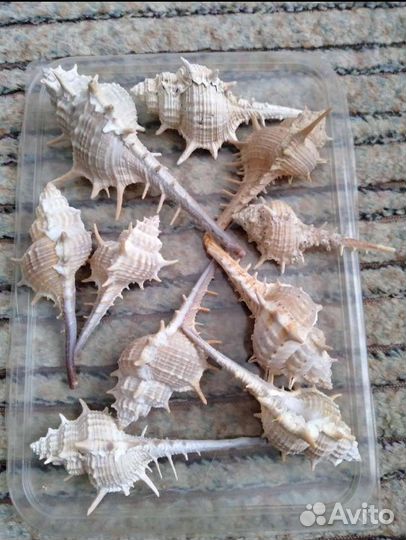 Ракушки - 1
