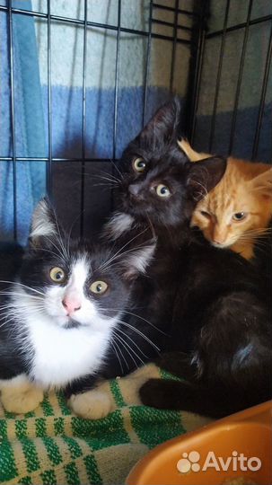 Котята в добрые руки