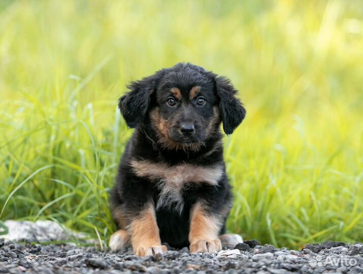 Щенок девочка