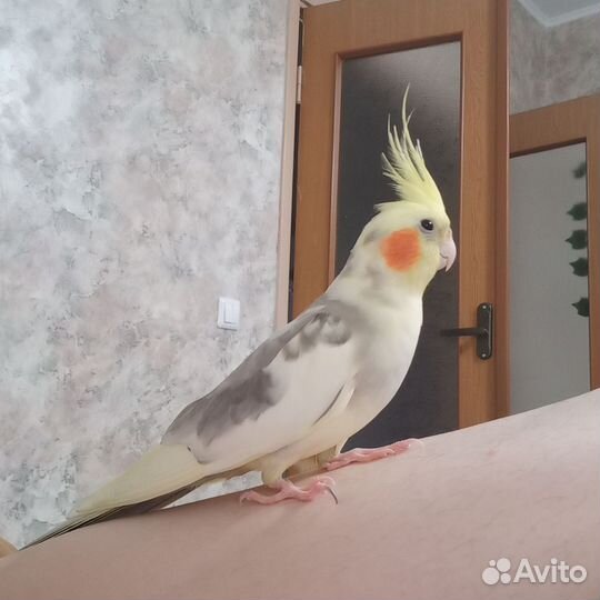 Попугай корелла мальчик с клеткой