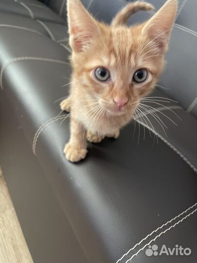 Котик игривый,отдам в добрые руки,приучен к лотку