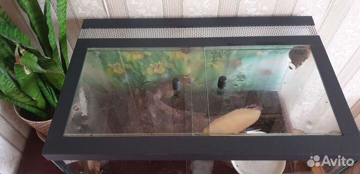 Улитарий/террариум, улитки бесплатно, ахатины