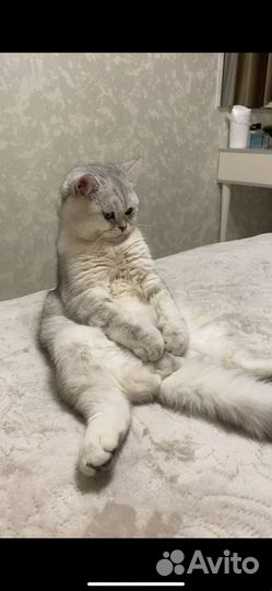 Британская кошка вязка