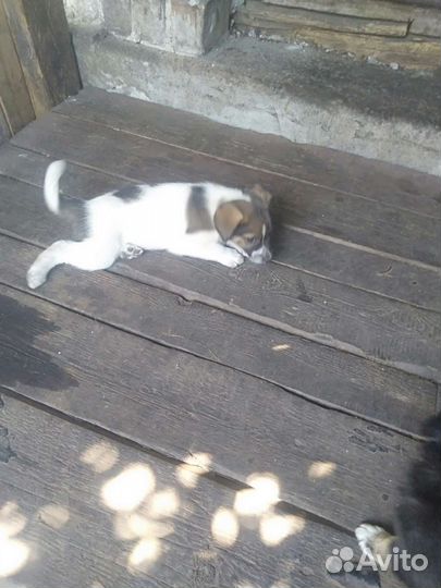 Щенки бесплатно