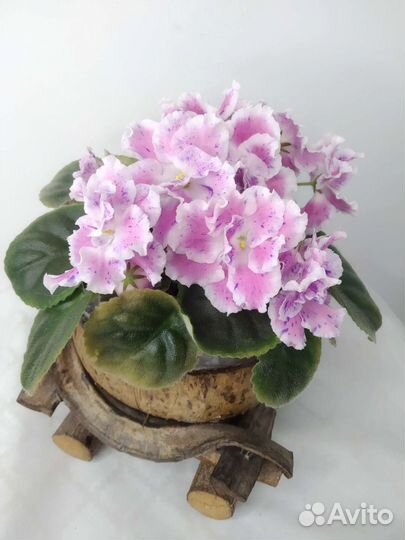 Фиалка сортовая, Стрептокарпус, Оксалис