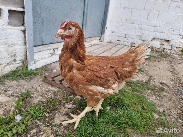 Куры Несушки