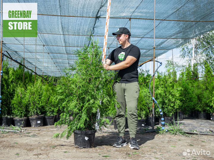 Туя брабант 120 см свежая копка 2023