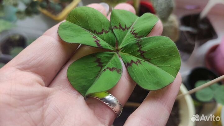 Комнатные растения (Кислица-оксалис)