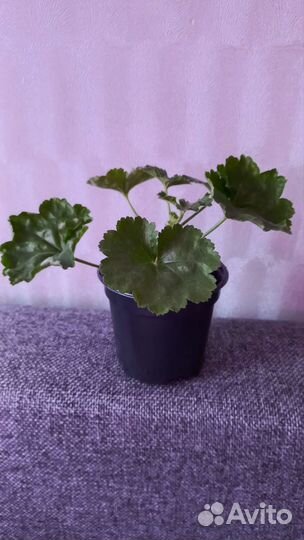 Пеларгония герань