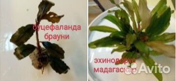 Растения для аквариума