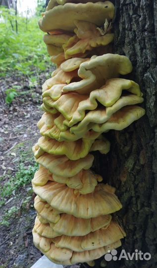 Продаю грибы: трутовик серно-жёлтый
