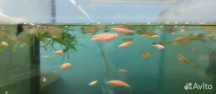Аквариумные рыбки домашнего разведения