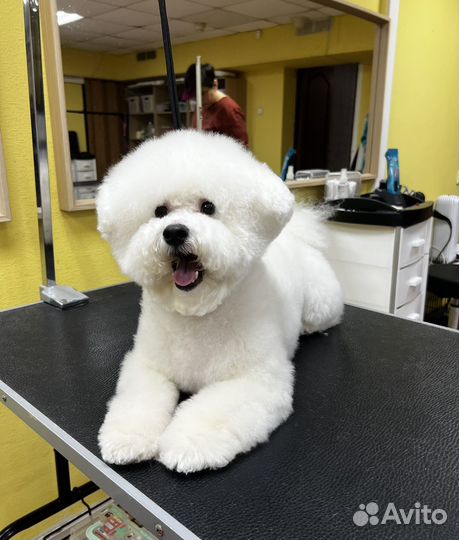 Грумер стрижка собак