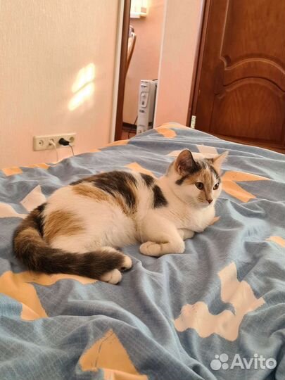 Отдам в добрые руки. Ласковая кошечка