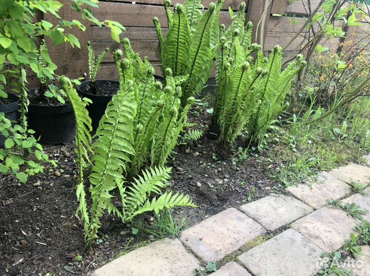 Папоротник страусник