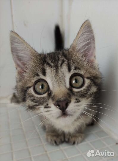 Малыш Гарик 2 месяца в дар