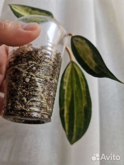 Хойи pubicalyx, bella, australis LIsa,Macrophylla