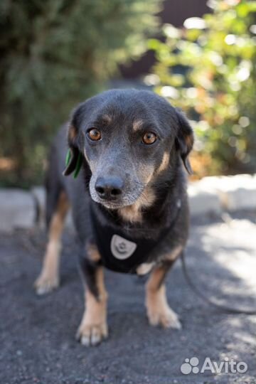 Собака в добрые руки