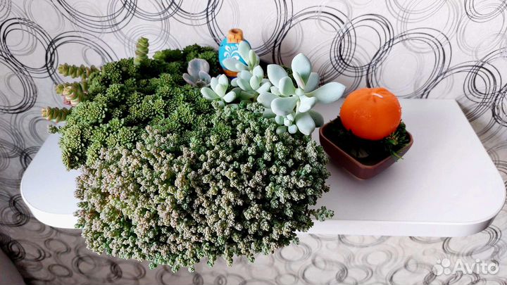 Суккуленты на срез