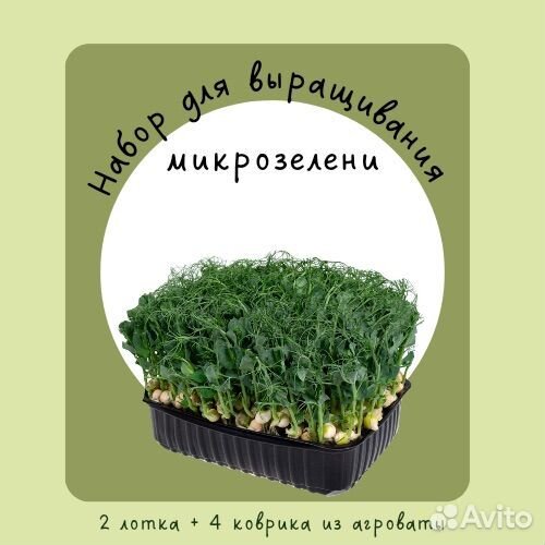 Набор для выращивания микрозелени