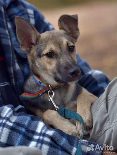 Ищет дом не крупный пёсик Спарки