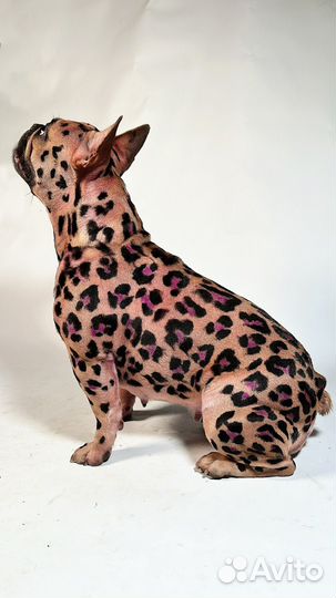 Креативные стрижки и окрашивание собак премиум