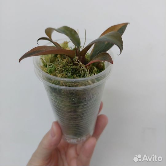 Филодендрон,сингониум