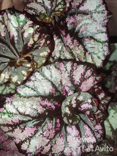 Бегония декоративно лиственная