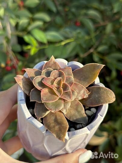 Суккуленты