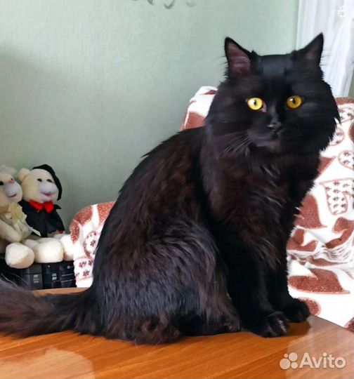 Кот котик котей