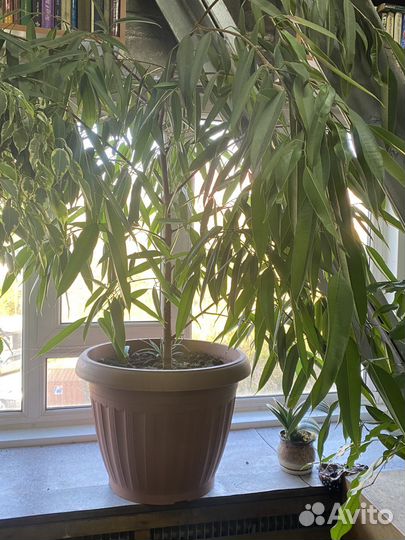 Растения цветы большие