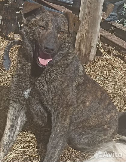 Щенок- подросток