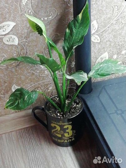 Спатифиллум