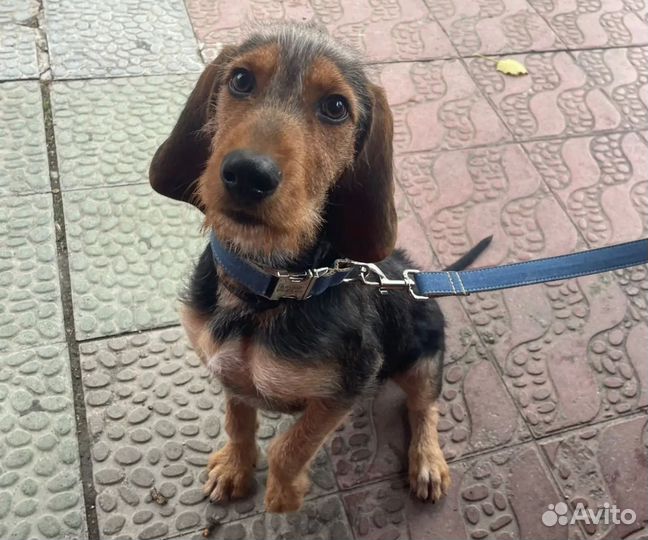 Ошейник с гравировкой и поводок для собак и кошек